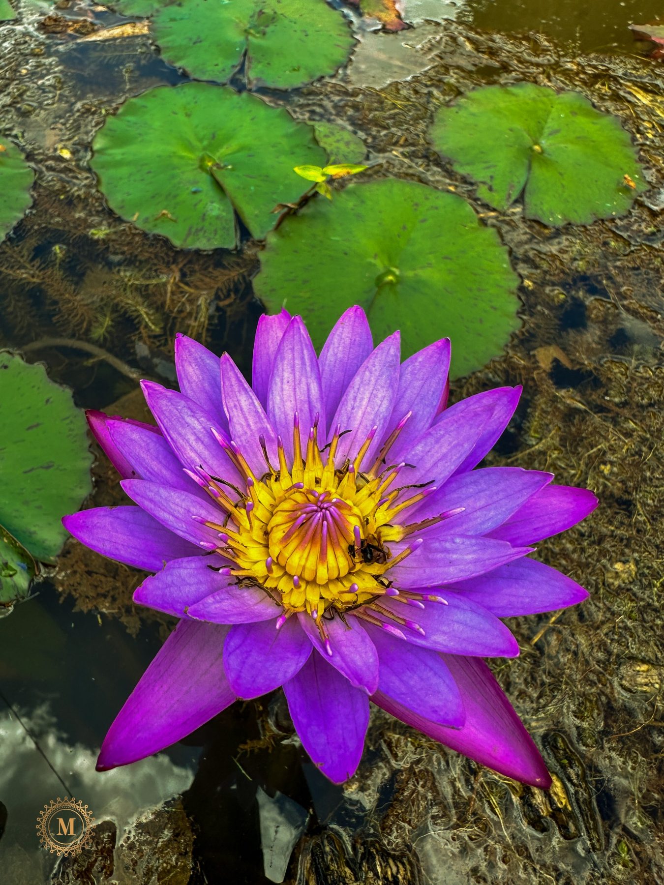 Flor aquática no lago