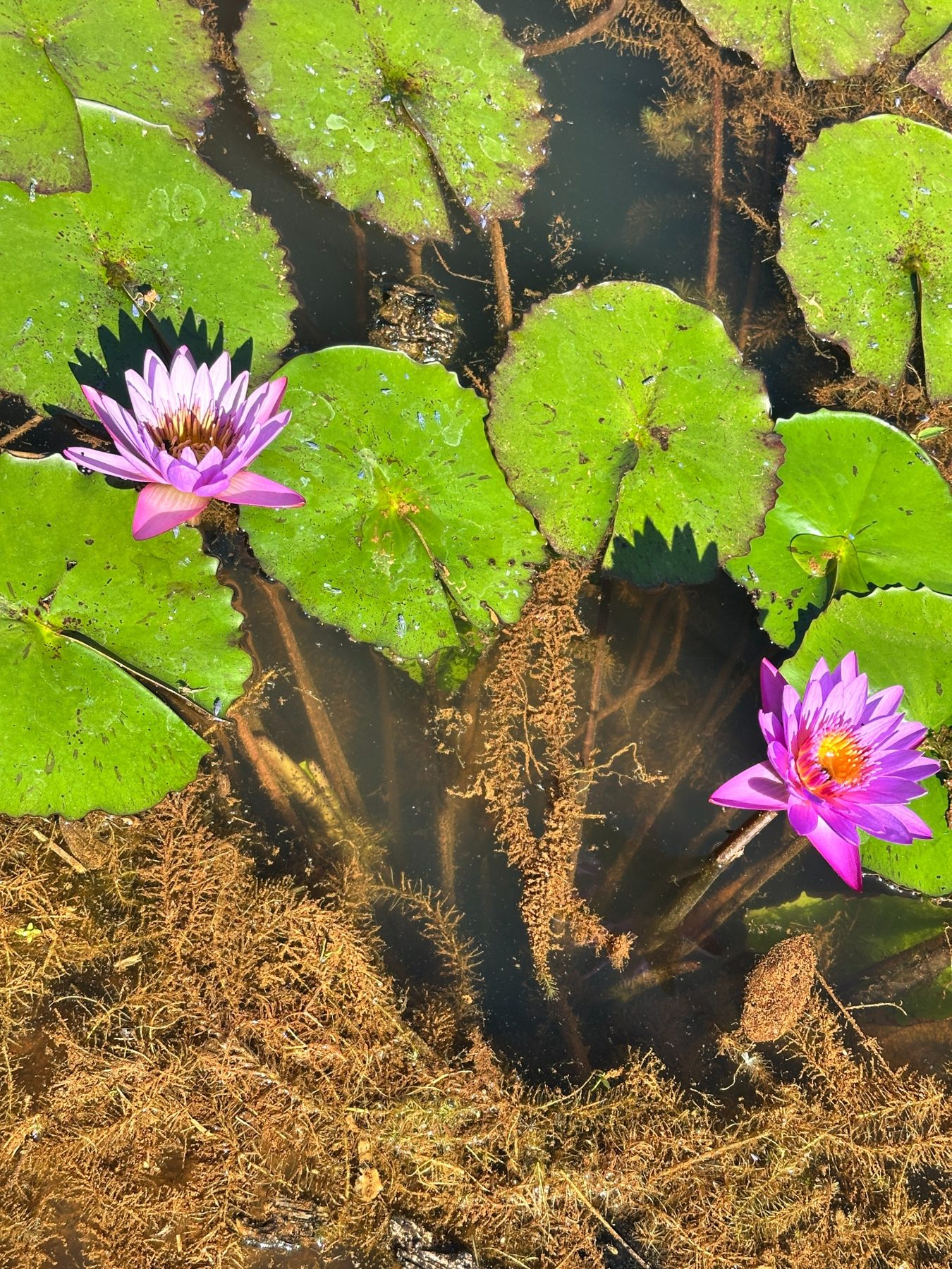 Imagem do Chalé Flor de Lótus 4028